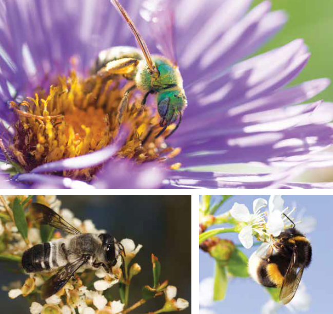 Beneficial Native Pollinators: Most bees aren’t bad!