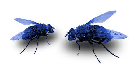 Blue-Flies