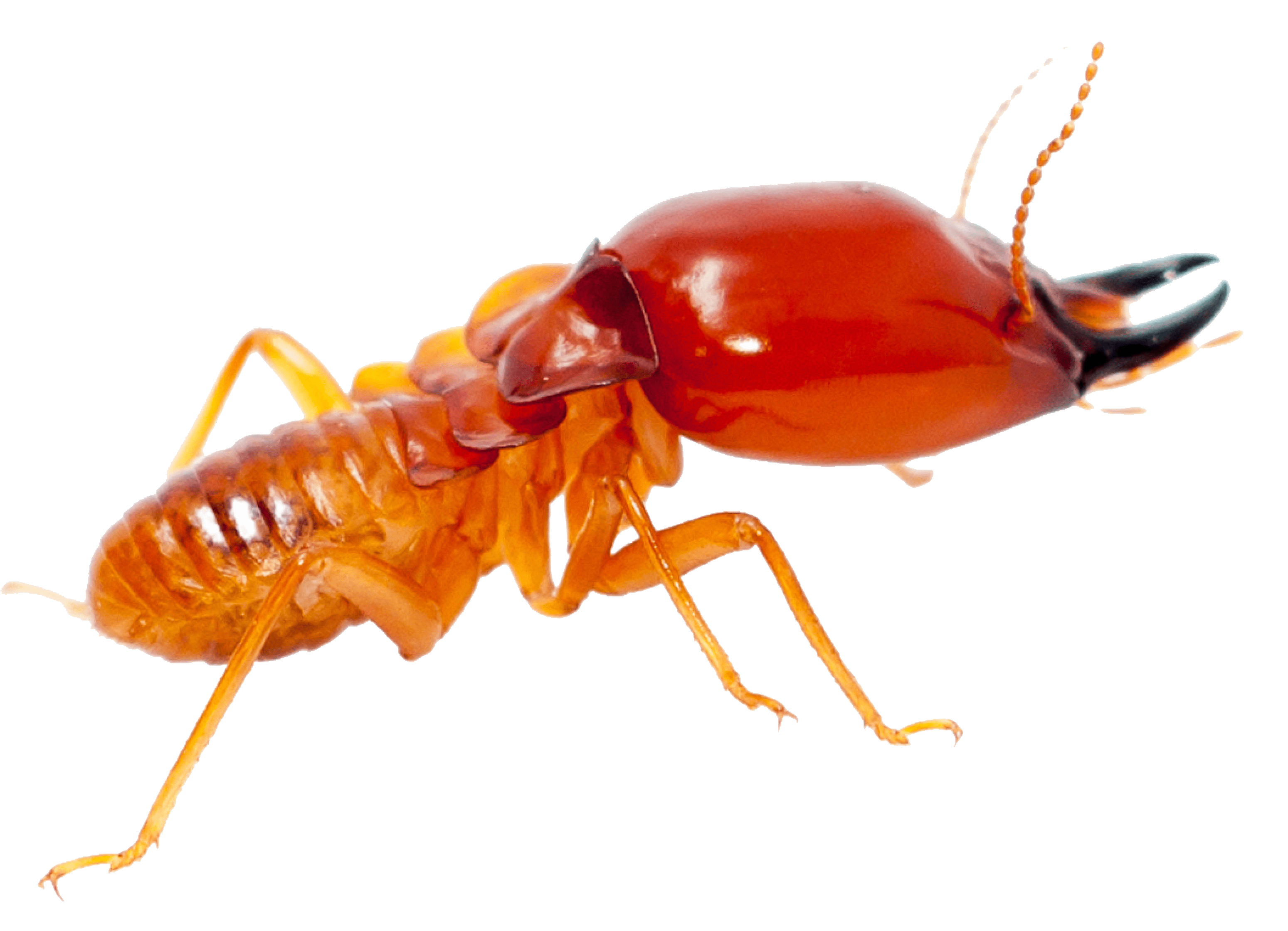 termite4